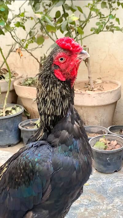 Black Sawa aseel  | kala sawaAseel | Hen | murgha | Aseel for sale