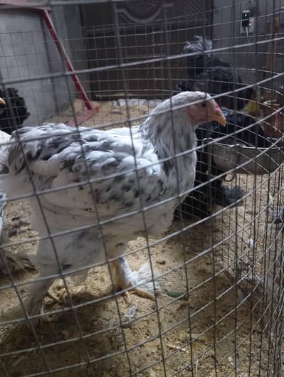 Brahmas Hens Pair for sale