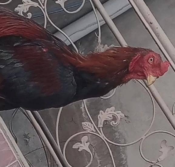 aseel murga main wali 0