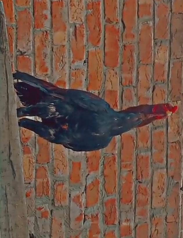 aseel murga main wali 1