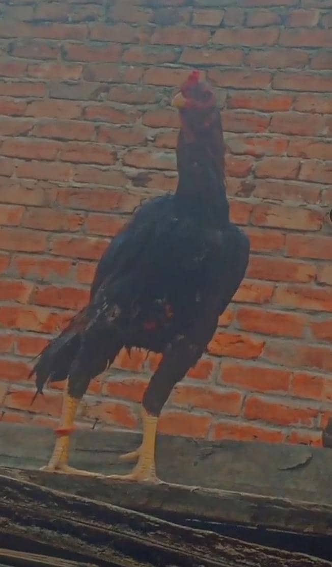 aseel murga main wali 2