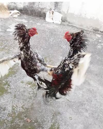 male b chicks b mojod hai