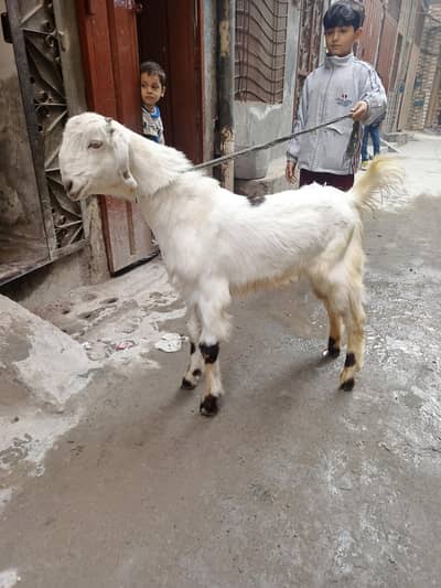 white Bakra & black bakri makki chini