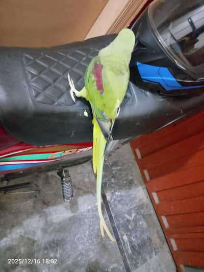 fully hand team parrot for sale 03054636833