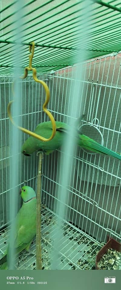 GREEN PARROTS MITHU TOOTA