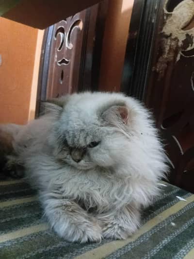 Pure Himalayan Kitten