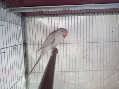 Silver shades breeder female