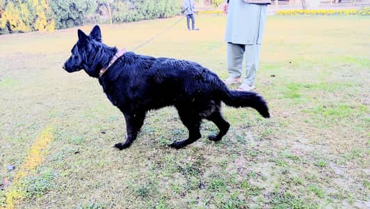 03161820096 contact with this number