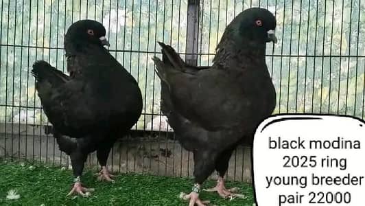 fancy pigeon | kabutar| Jacobin|  frillback saddle | amarican fantail|