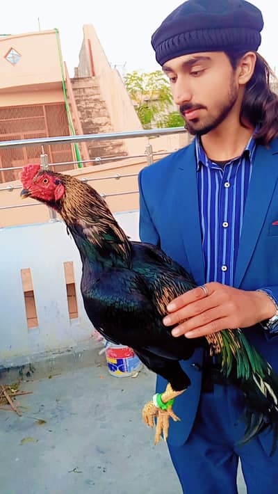 Aseel jawa patha for sale