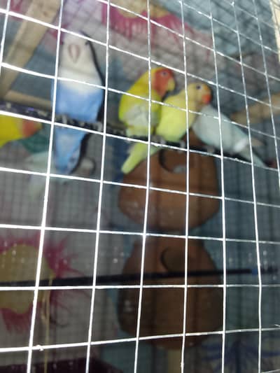 I am selling my love birds