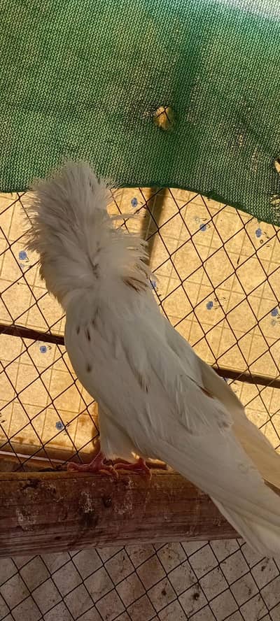 Jacobin Bin Young Pair Ready to Breed 0344-8586859