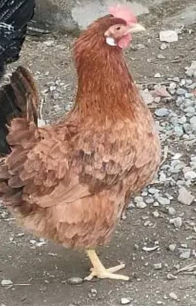 Desi l murgi for sale  03196176045