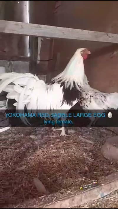 Yokohama large red saddle pair available