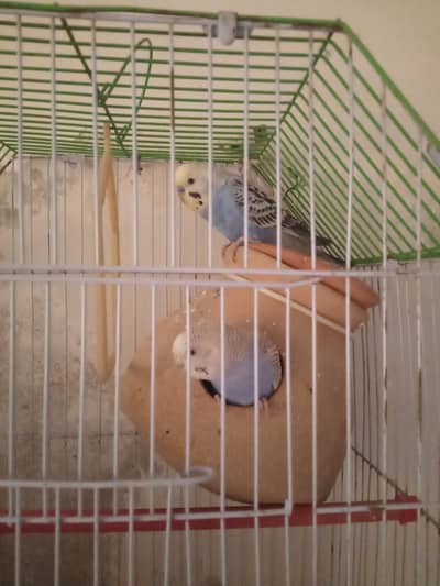 urgent sale 3 eggs bhi h  matke ma