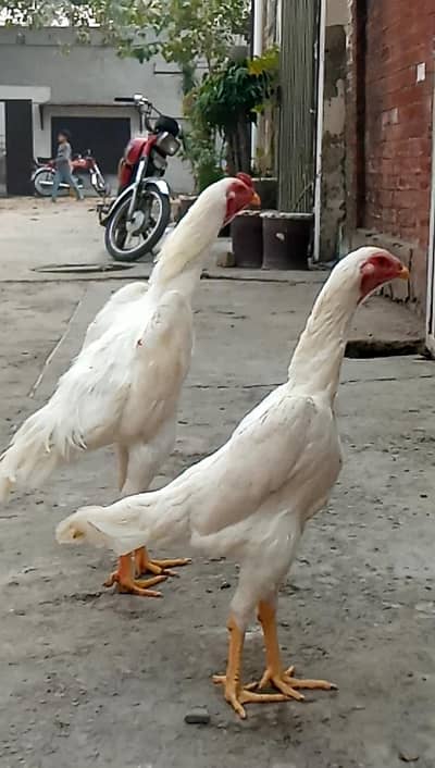 White King O Shamo Pair