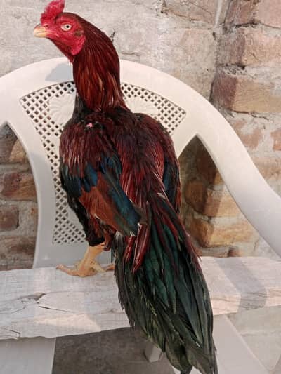 Aseel. laka quality birds