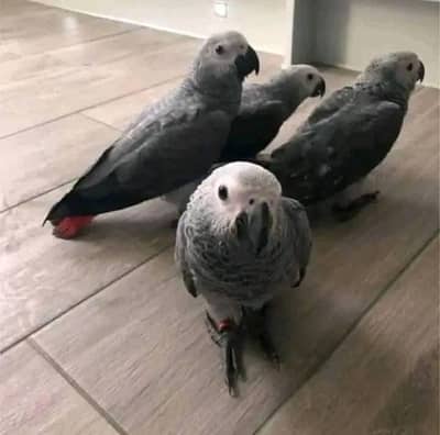 African grey parrot cheeks for sale 03496826931