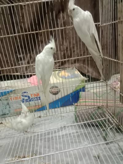 cocktails breeder pairs