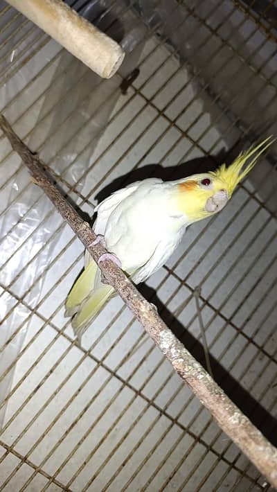 Cocktail Common Red Eyes 03087874016