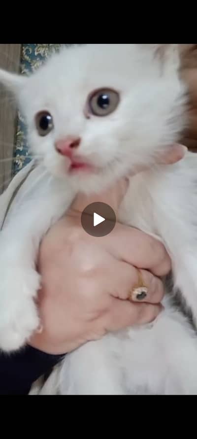 Persian kittens up for sale