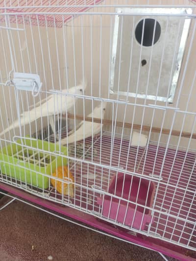 Eno Cocktail Breeder Pair for sale