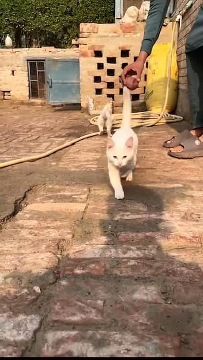 urgent for sale pair of cat due to space issue