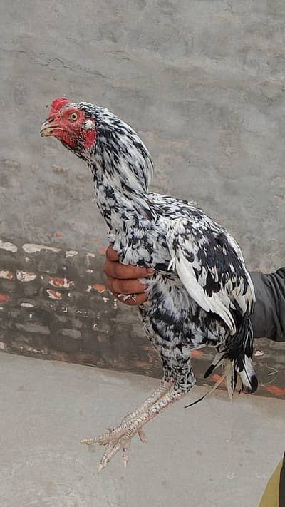 aseel murga,03071344915