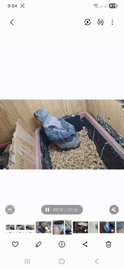 African grey cango chicks