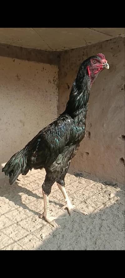 Shamo trio for sale.