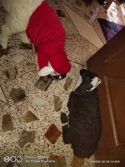 Turkish sheep pair for sale age 3 months chakki dumba