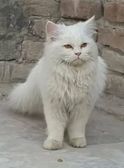 Persian cat