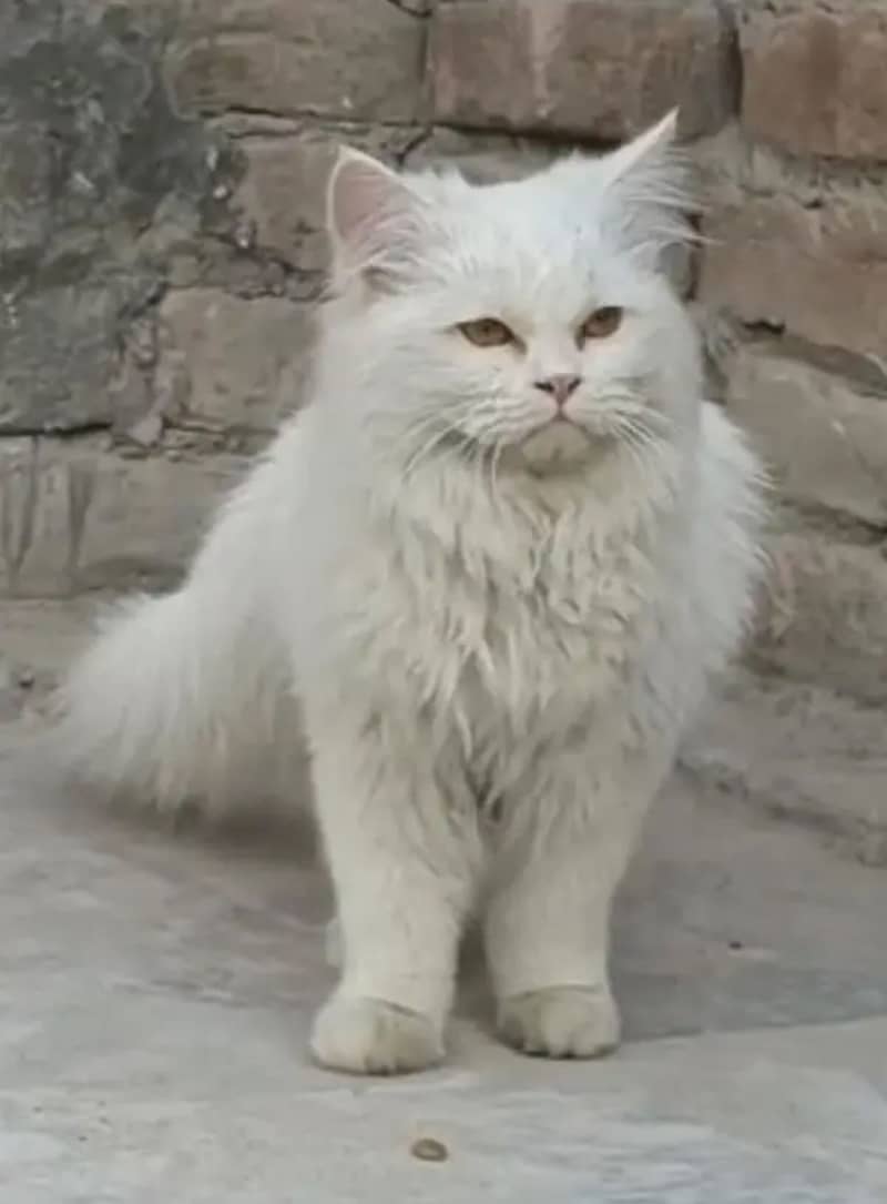 Persian cat 0