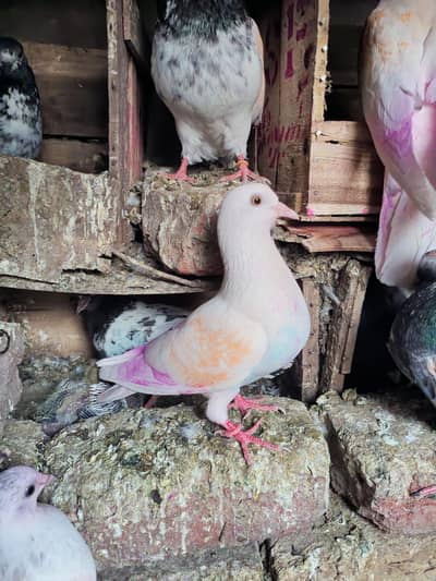 Low flyer  female 1200