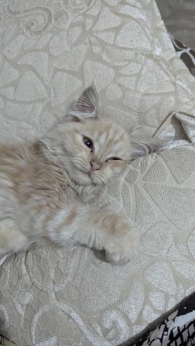 Triple coated Persian female kitten