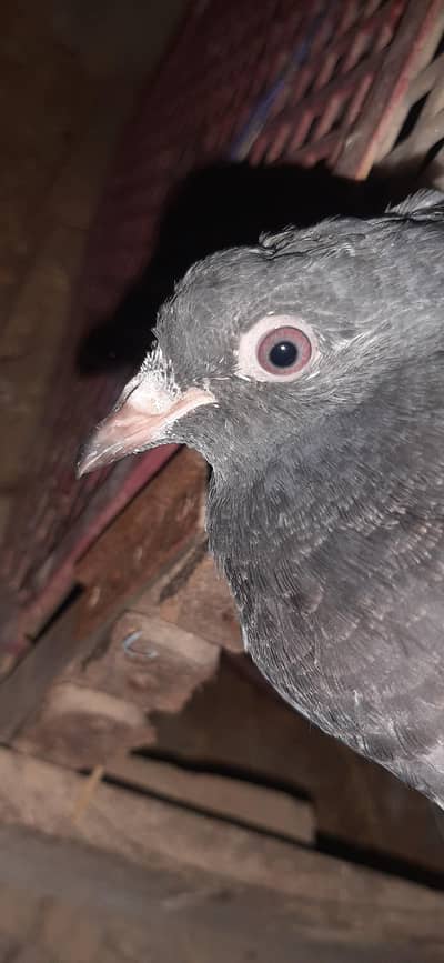 Healthy Sayar Court Pigeon  For Sale!