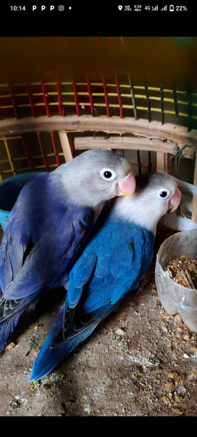 Beautiful 1 breeder pair blue coloured