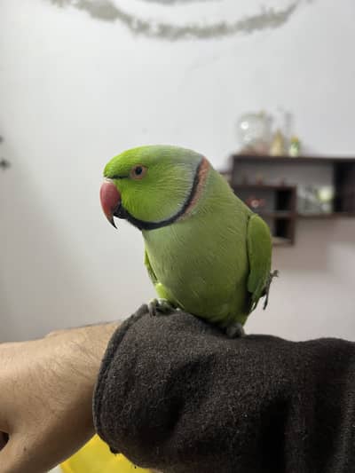 Talking Parrot for sale