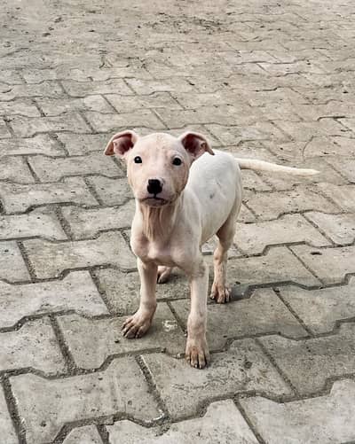 High Quality Kohati Gultair For Sale