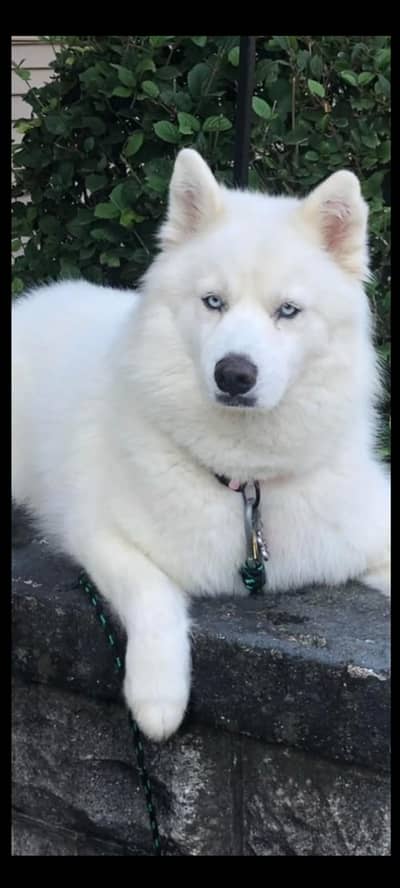 husky male for sale healthy active friendly