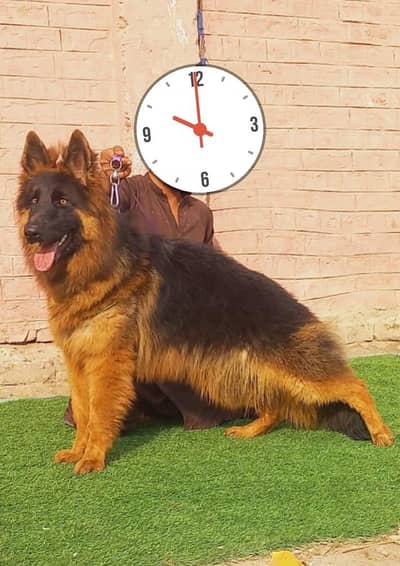 German shepherd proper long coat female 6 month age available