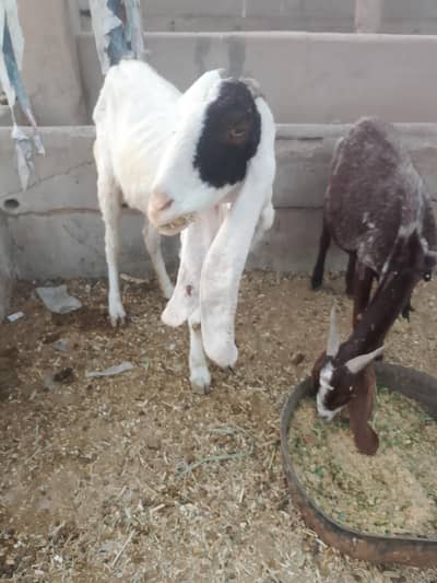 gulabi bakri gabin4mah ki Mash Allah jambo nasal ki hai