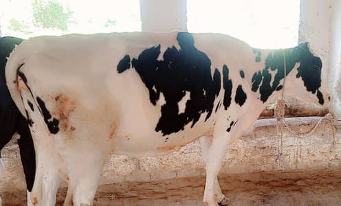 cow urgent sale
