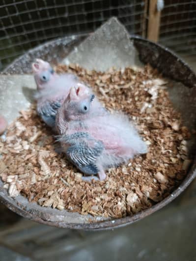 Cocktail Chick Available for sale