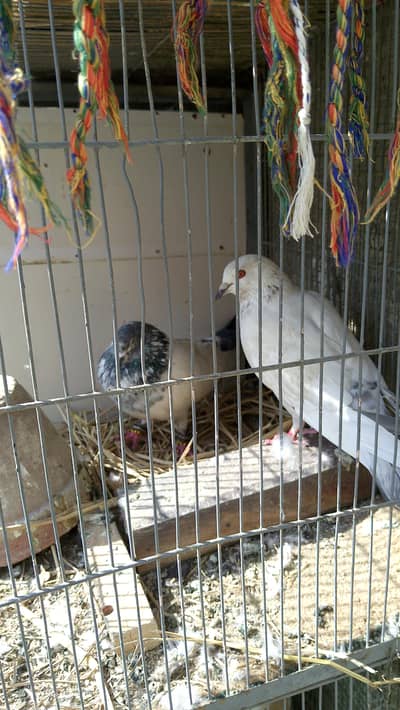 Assalam o alikum total 4 pairs Han 2 pair ny egg  dya Han or dosry p