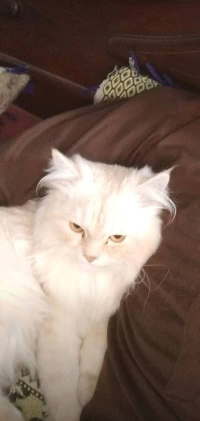 Persian cats up for sale