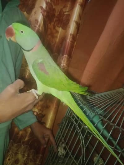 pahari toota & mittu parrot