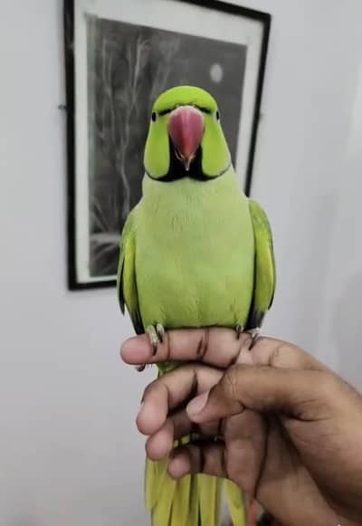 Green parrot hand tami hai