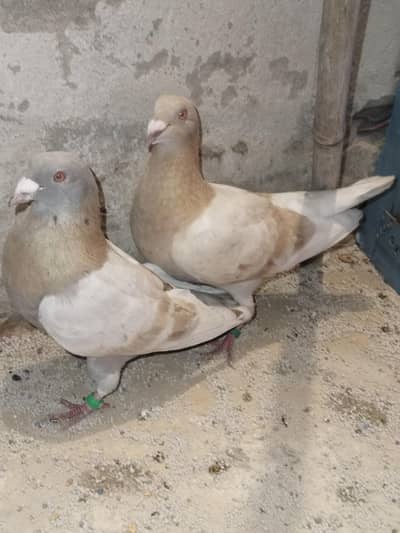 Qasid pigeon for sale