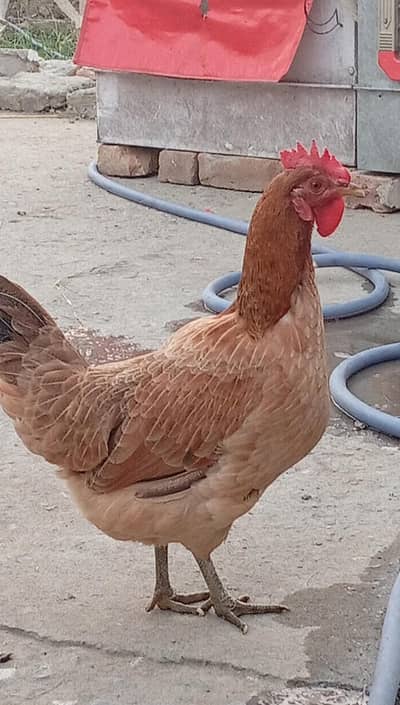 murgi for sel karna hai argent